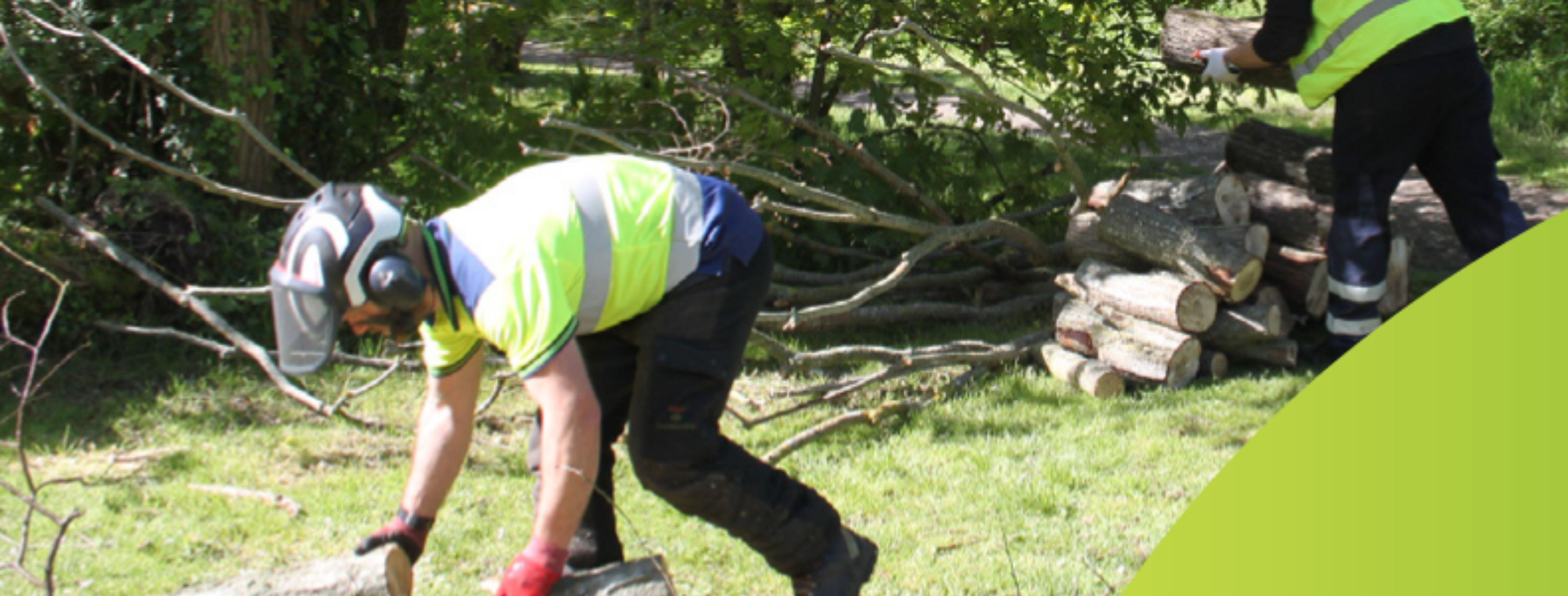 News article entitled Victoria Park tree maintenance work to begin