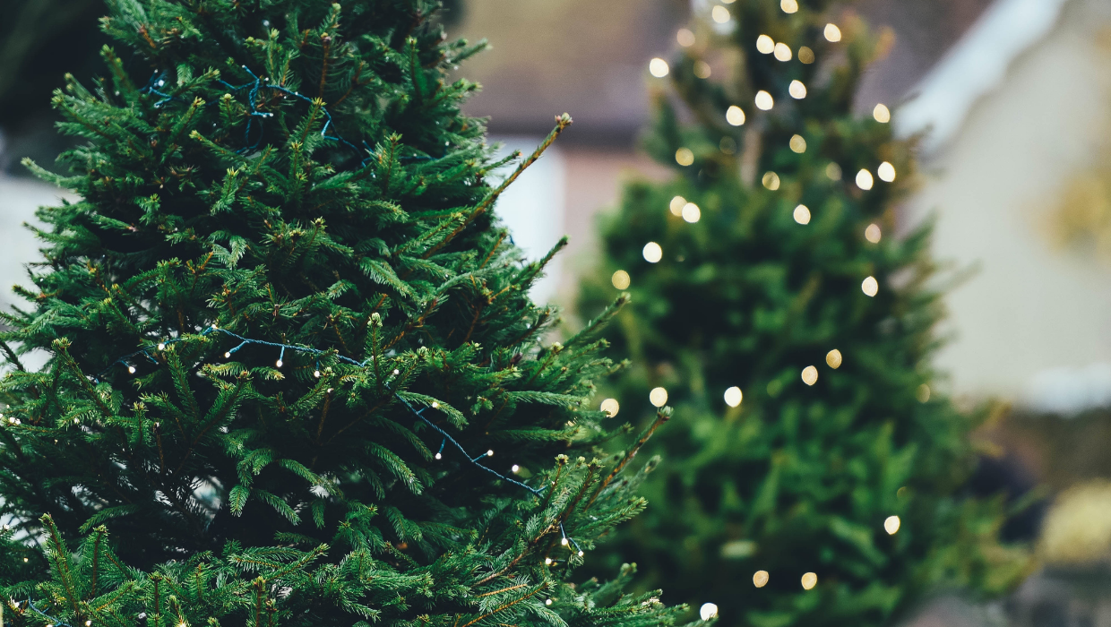 Blog article entitled A Greener Christmas - Christmas Trees