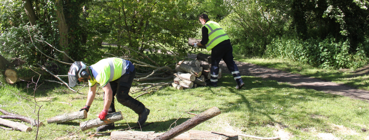 Victoria Park tree works