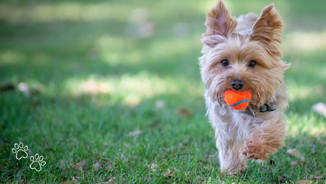 Picture of a dog at Barklife