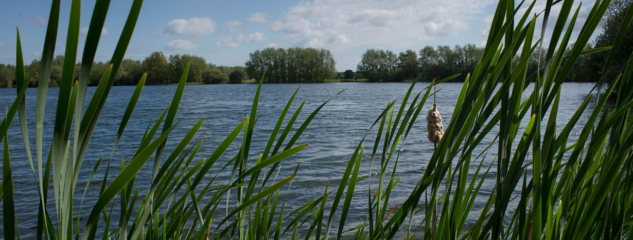 News article entitled Consultation launched for Conningbrook Lakes Public Space Protection Order