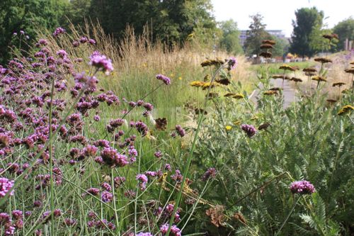 Sensory garden at Victoria Park