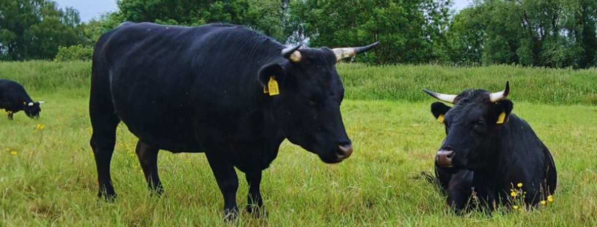 A picture of the cattle at the Ashford Warren