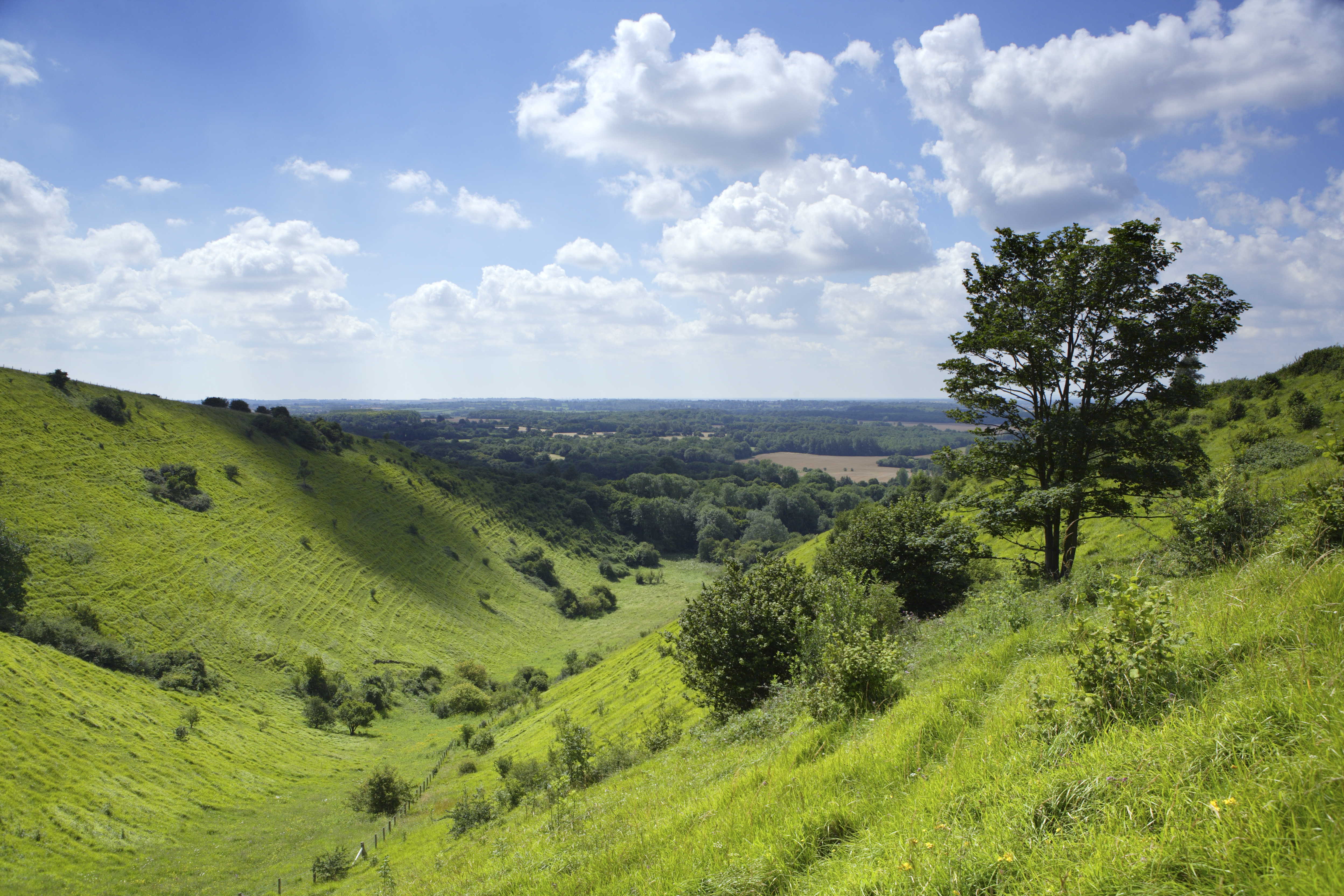 Devils kneading trough