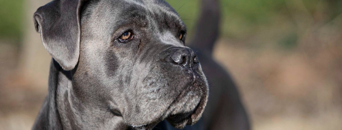 Photo of a Cane Corso