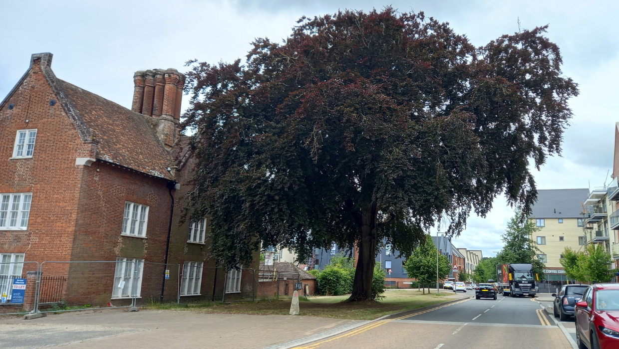 Copper Beech tree at Repton