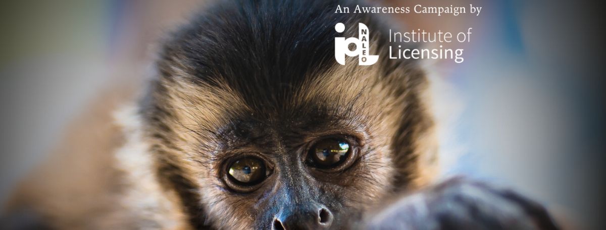Licence your primate campaign graphic showing a picture of a primate