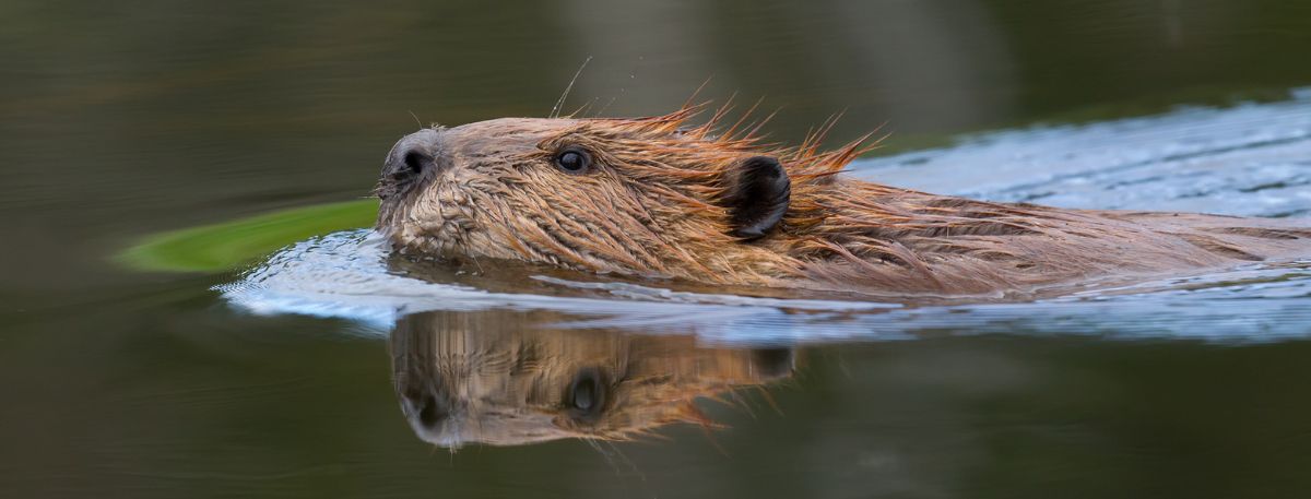 Beaver found swimming in Ashford