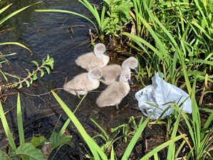 Cygnets in reeds approaching a plastic bag
