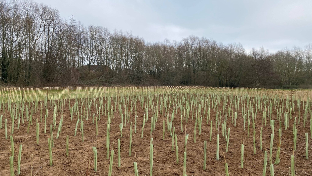 Tree planting in Ashford for The Queen's Green Canopy Project tile