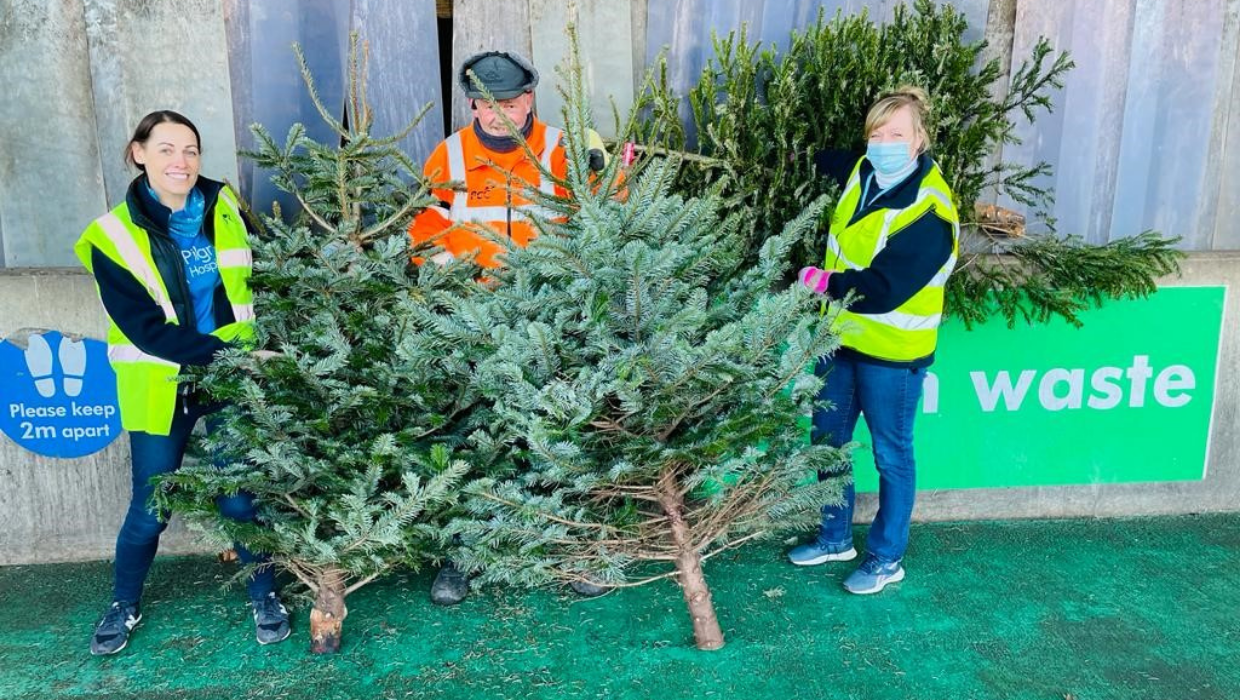 Pilgrims Hospice staff and volunteers recycling Christmas trees tile
