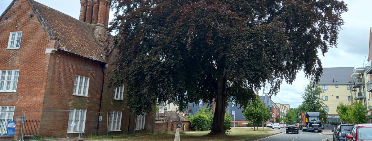 Copper Beech tree at Repton Manor