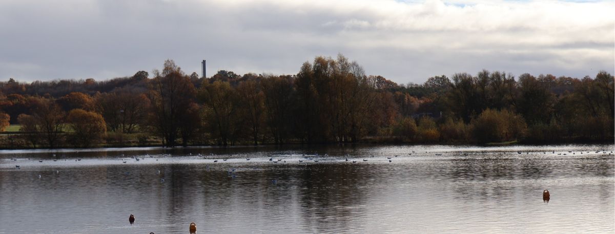 Conningbrook Lakes, Ashford