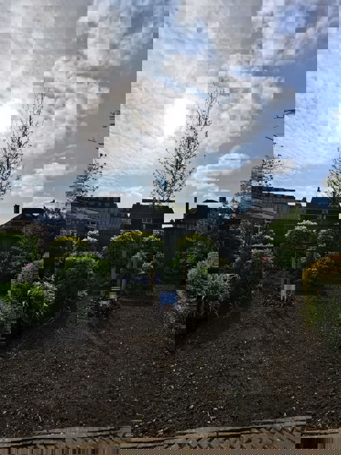 Liquidambar tree and plaque on display at the Memorial Gardens, Ashford. Planted in honor of Joyce Dawes.