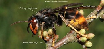 Asian Hornet on a twig with its dark abdomen, entirely dark thorax and yellow tipped legs