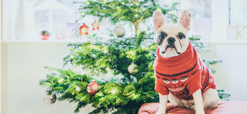 french bulldog wearing a Christmas jumper