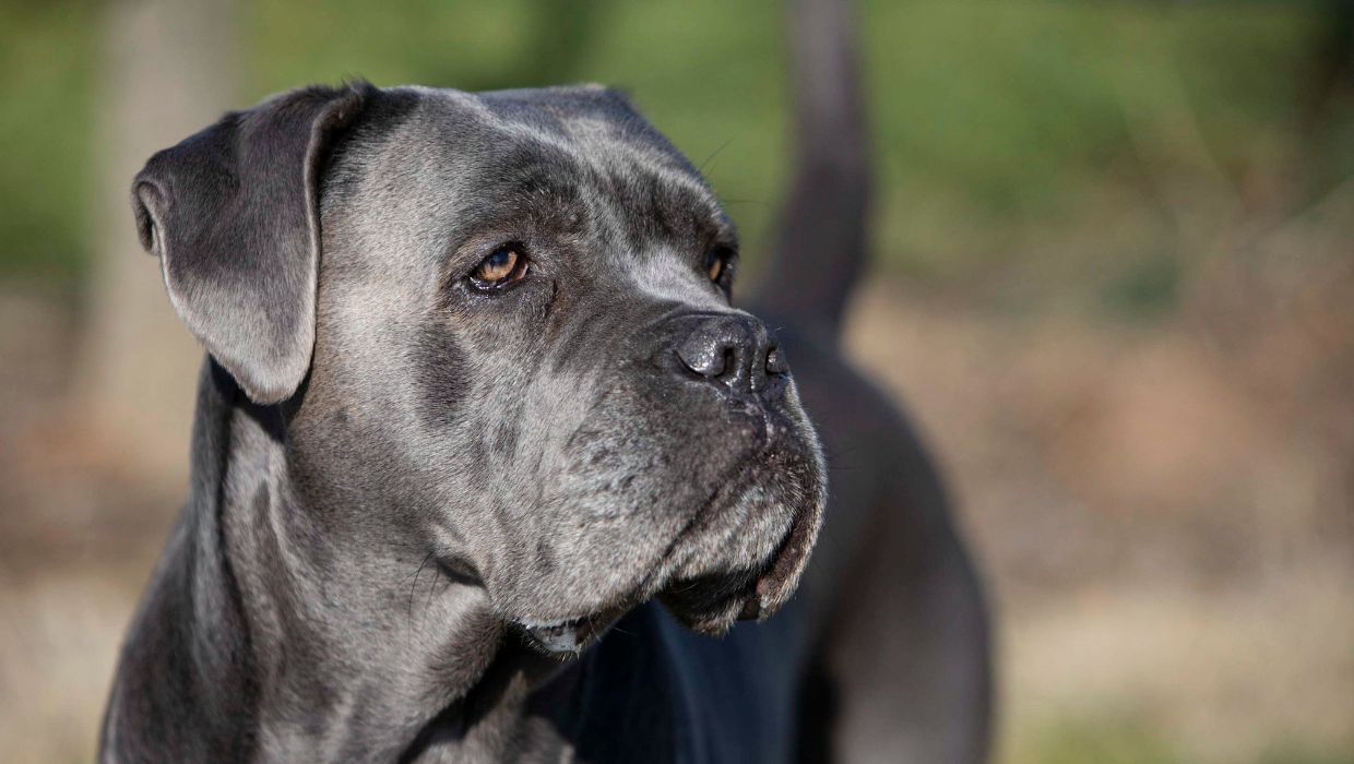 Photo of a Cane Corso tile