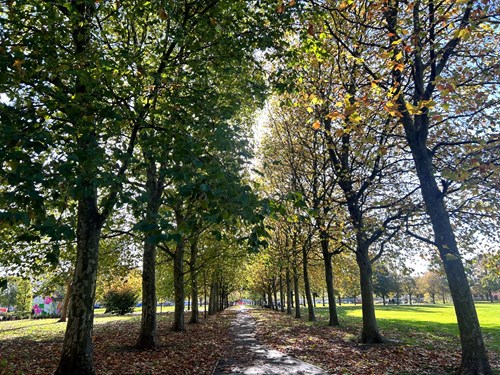 Trees lining the path at Victoria Park