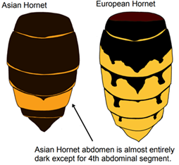 Comparison of Asian Hornet and European Hornet abdomens, the Asian Hornet is almost entirely dark, except for a yellow fourth abdominal segment