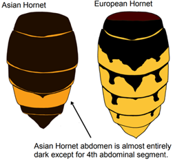 Comparison of Asian Hornet and European Hornet abdomens, the Asian Hornet is almost entirely dark, except for a yellow fourth abdominal segment