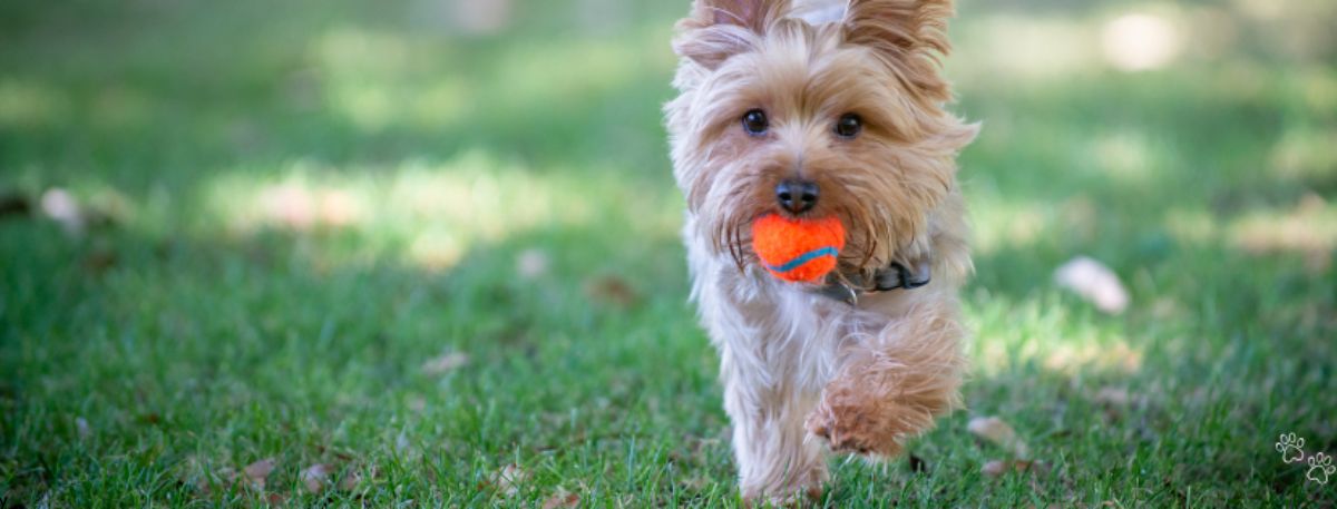 Picture of a dog at Barklife