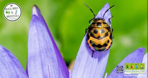 Poster for National Allotment week, ladybird sitting on a purple flower