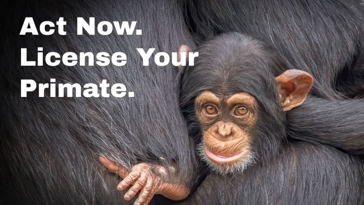 Licence your primate campaign graphic showing a picture of a primate tile