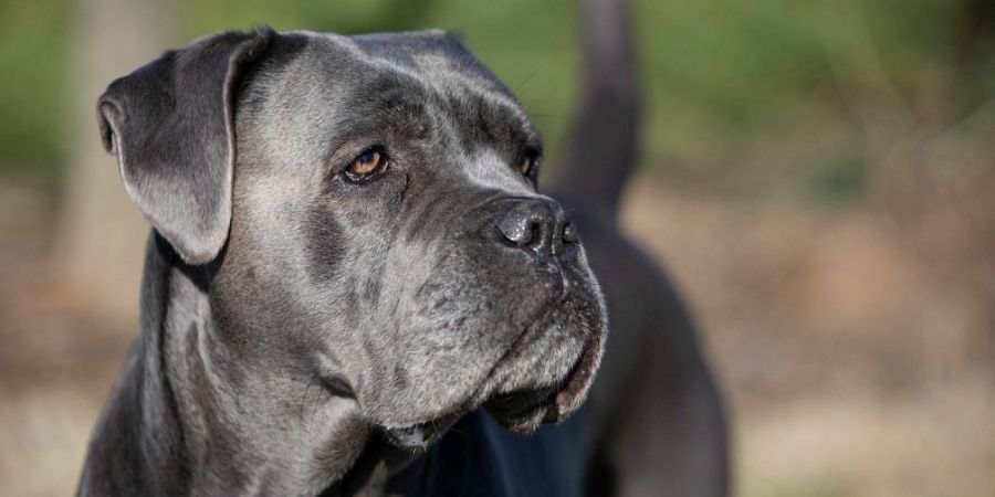 Image entitled Ashford Borough Council’s Licensing team issues its first Animal Penalty Notice