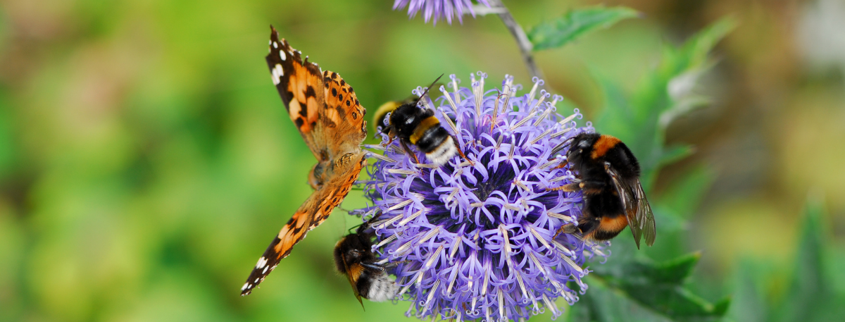 News article entitled Celebrating biodiversity in the borough